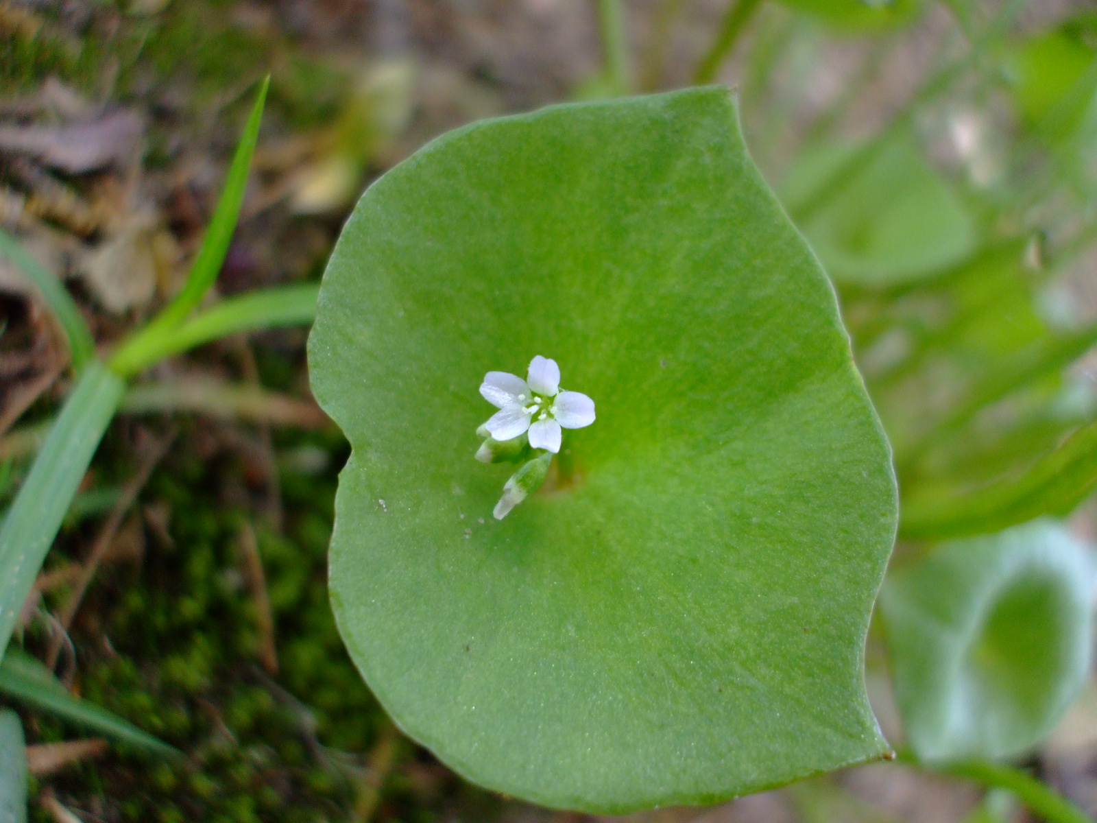 Montia perfoliata
